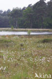 Veenbloembies (Scheuchzeria palustris) 