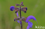 Veldsalie (Salvia pratensis) 