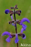 Veldsalie (Salvia pratensis) 