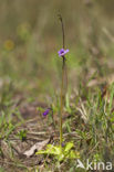 Common Butterwort (Pinguicula vulgaris)