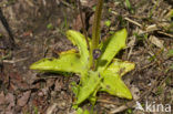 Vetblad (Pinguicula vulgaris) 