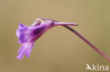 Common Butterwort (Pinguicula vulgaris)