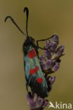 Five-Spot Burnet (Zygaena trifolii)