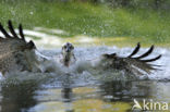 Visarend (Pandion haliaetus)