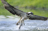 Visarend (Pandion haliaetus)