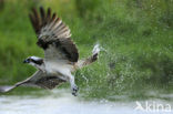 Visarend (Pandion haliaetus)