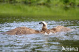 Visarend (Pandion haliaetus)