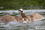 Osprey (Pandion haliaetus)
