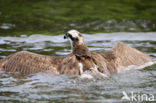 Visarend (Pandion haliaetus)