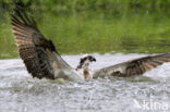 Visarend (Pandion haliaetus)