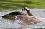 Osprey (Pandion haliaetus)