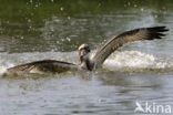 Visarend (Pandion haliaetus)