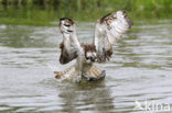 Visarend (Pandion haliaetus)