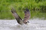 Visarend (Pandion haliaetus)