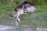 Visarend (Pandion haliaetus)