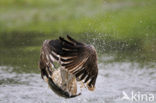 Visarend (Pandion haliaetus)