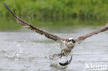 Visarend (Pandion haliaetus)