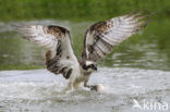 Visarend (Pandion haliaetus)