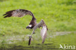 Visarend (Pandion haliaetus)