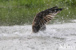 Visarend (Pandion haliaetus)