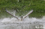 Visarend (Pandion haliaetus)