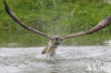 Visarend (Pandion haliaetus)