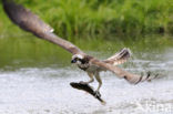 Visarend (Pandion haliaetus)