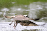 Osprey (Pandion haliaetus)