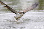 Visarend (Pandion haliaetus)