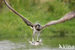 Visarend (Pandion haliaetus)