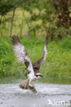 Visarend (Pandion haliaetus)