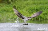 Visarend (Pandion haliaetus)