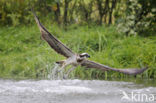 Visarend (Pandion haliaetus)