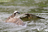 Visarend (Pandion haliaetus)