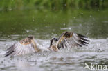 Visarend (Pandion haliaetus)