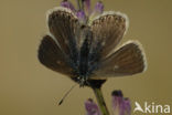 Vlaggewikkeblauwtje (Polyommatus eros)