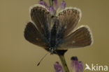 Eros blue (Polyommatus eros)