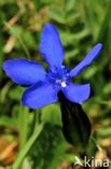 Voorjaarsgentiaan (Gentiana verna)