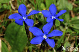 Voorjaarsgentiaan (Gentiana verna)