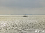 Waddensea