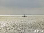 Waddenzee