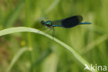 Weidebeekjuffer (Calopteryx splendens)