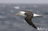 Black-browed Albatross (Thalassarche melanophrys) 