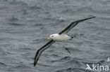 Wenkbrauwalbatros (Thalassarche melanophrys) 