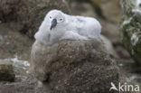 Black-browed Albatross (Thalassarche melanophrys) 