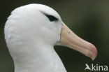 Black-browed Albatross (Thalassarche melanophrys) 