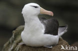 Wenkbrauwalbatros (Thalassarche melanophrys) 