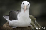 Black-browed Albatross (Thalassarche melanophrys) 