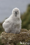 Black-browed Albatross (Thalassarche melanophrys) 