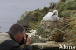 Black-browed Albatross (Thalassarche melanophrys) 